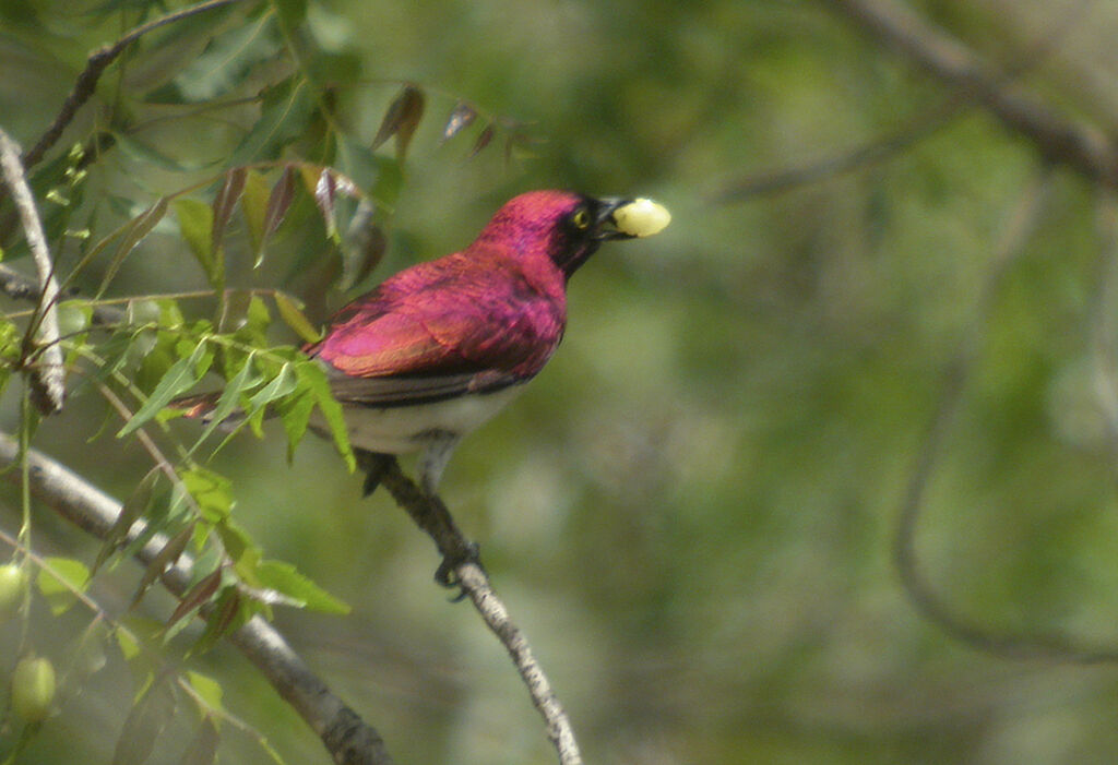 Violet-backed Starling