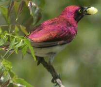 Violet-backed Starling