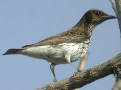 Violet-backed Starling