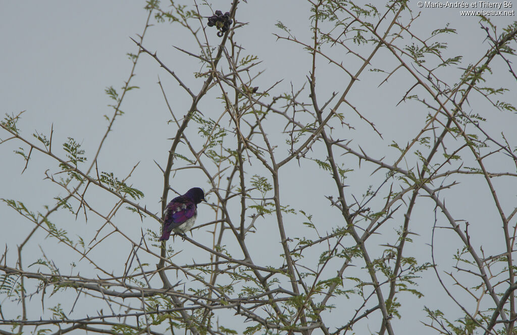 Violet-backed Starling