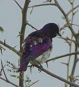 Violet-backed Starling