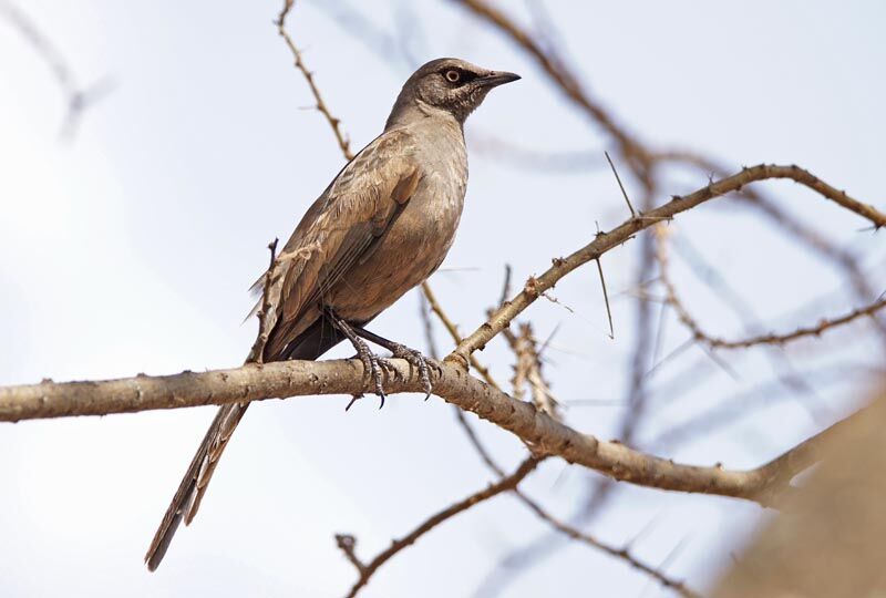 Ashy Starling