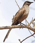 Ashy Starling