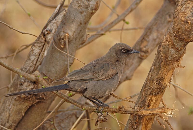 Ashy Starling