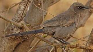 Ashy Starling