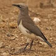 Fischer's Starling