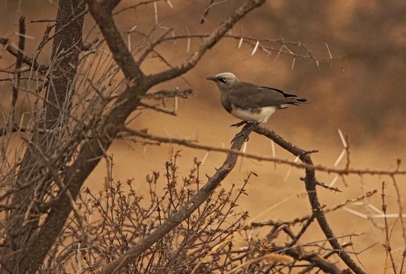 Fischer's Starling