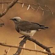 Fischer's Starling