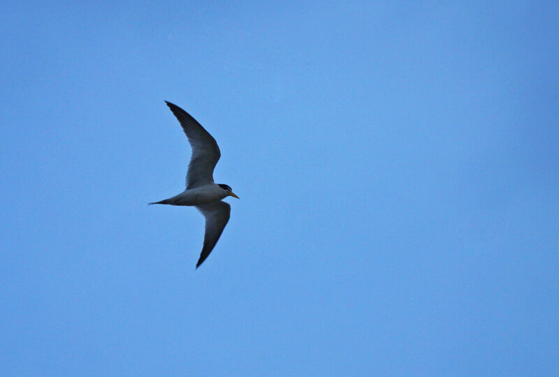 Yellow-billed Tern