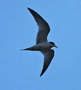 Yellow-billed Tern