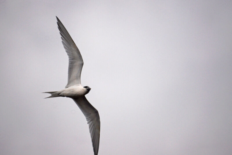 Sandwich Tern