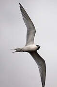 Sandwich Tern