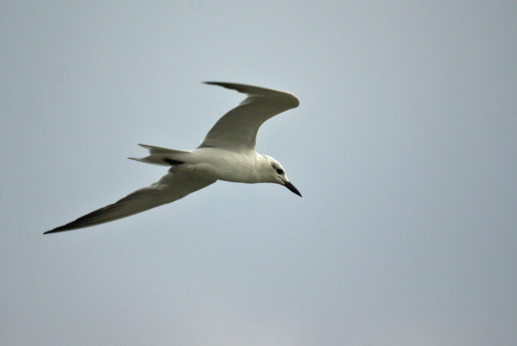 Gull-billed Tern