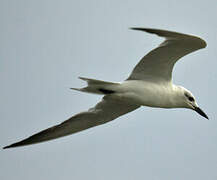 Gull-billed Tern