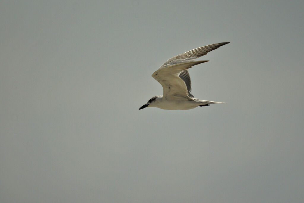 Gull-billed Tern