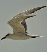 Gull-billed Tern