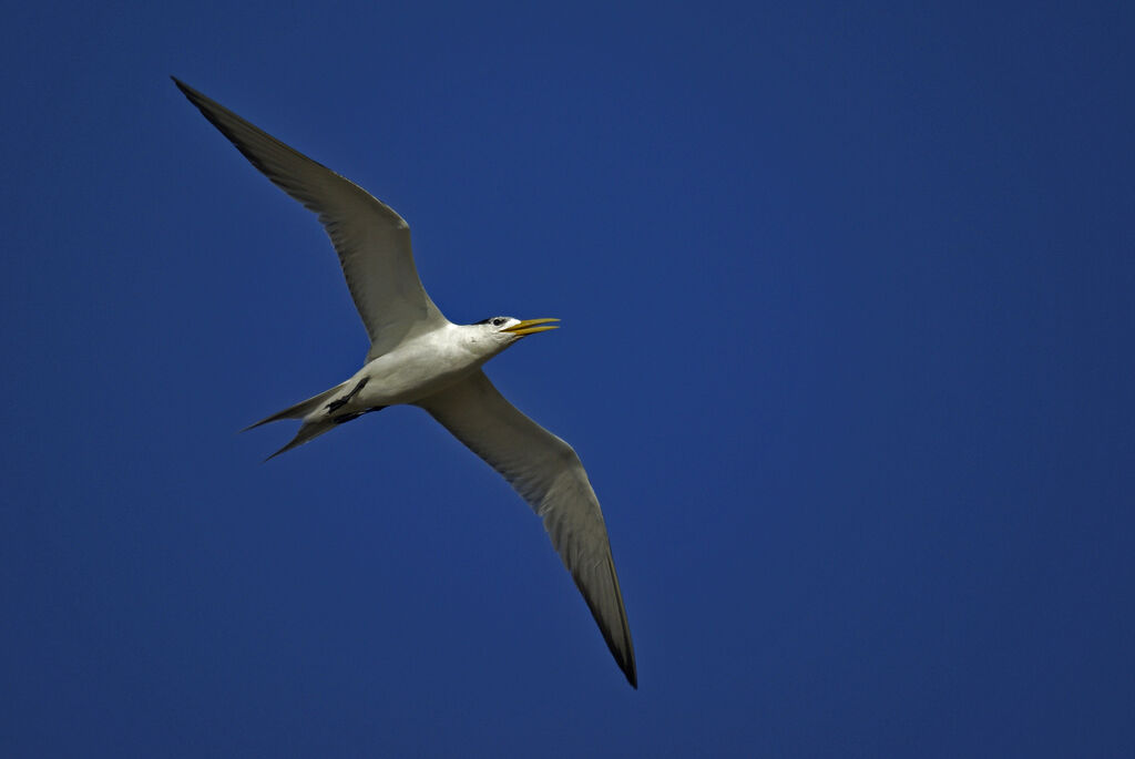 Greater Crested Tern