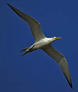 Greater Crested Tern