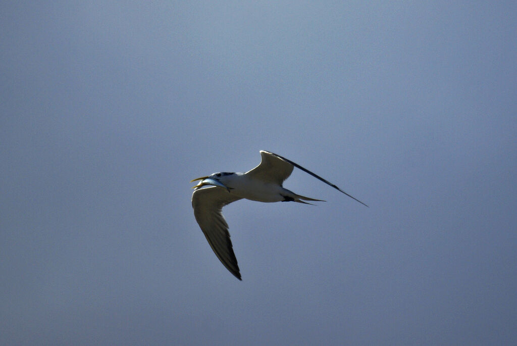 Greater Crested Tern