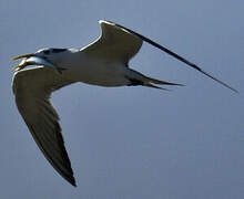 Greater Crested Tern