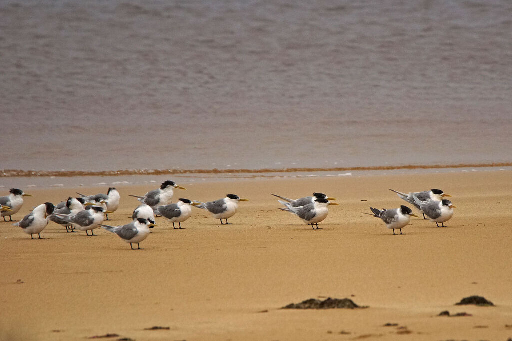 Greater Crested Tern