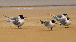 Greater Crested Tern