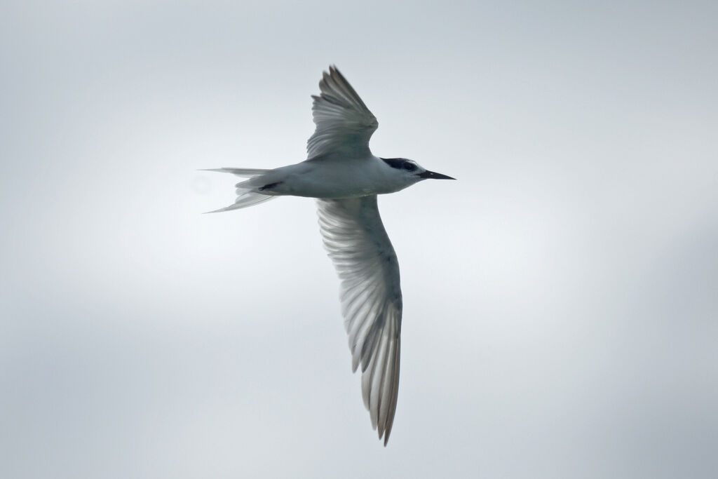 Little Tern