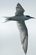 Little Tern