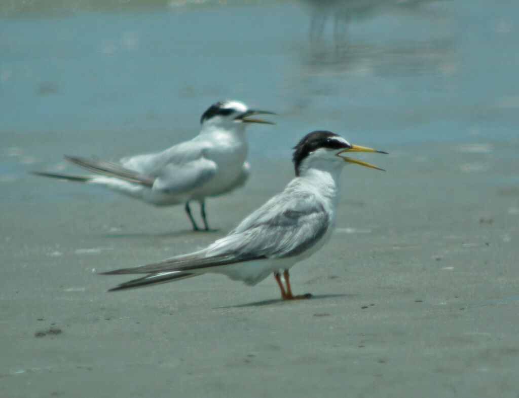 Little Tern