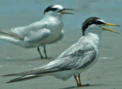 Little Tern