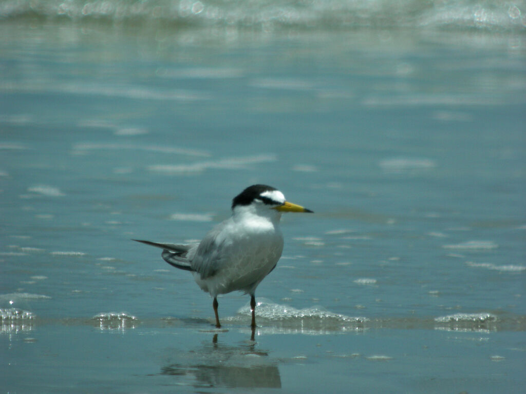 Little Tern