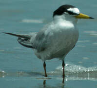 Little Tern