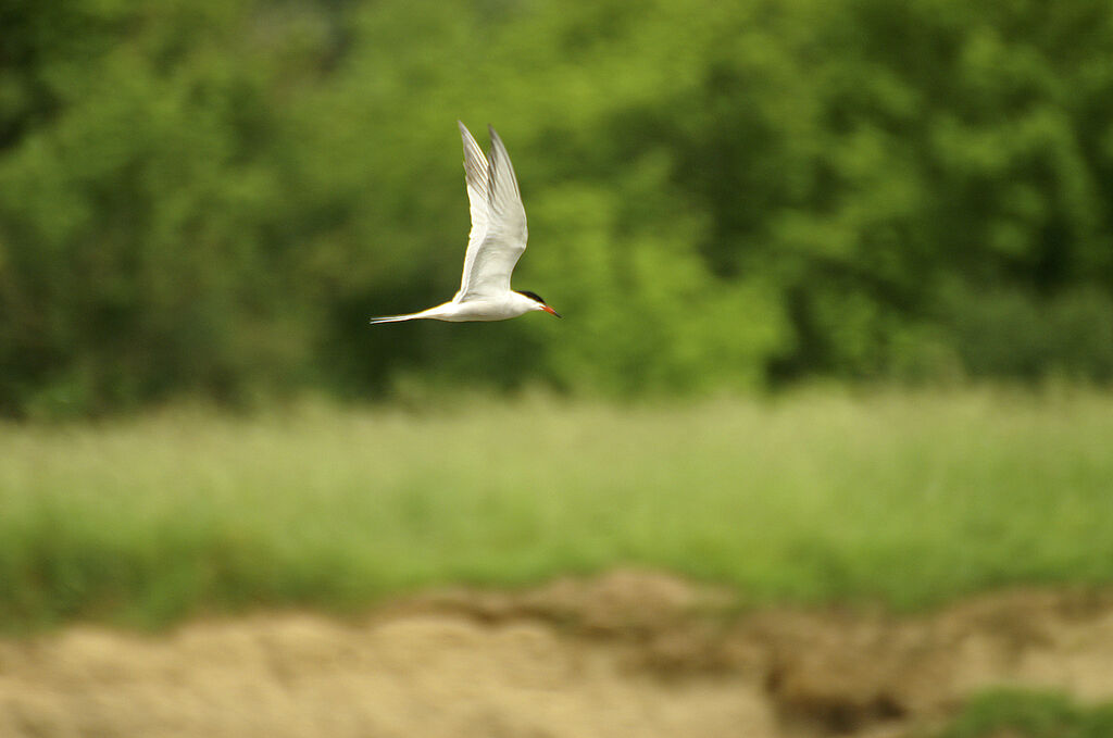 Common Tern