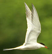 Common Tern