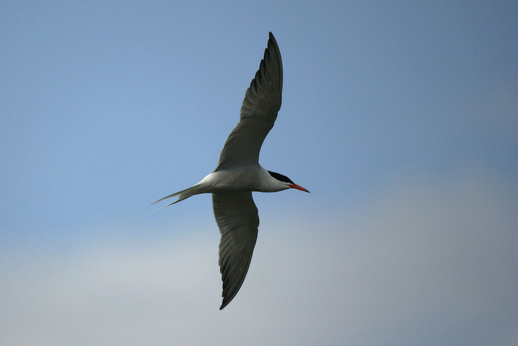 Common Tern