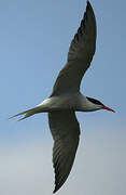 Common Tern