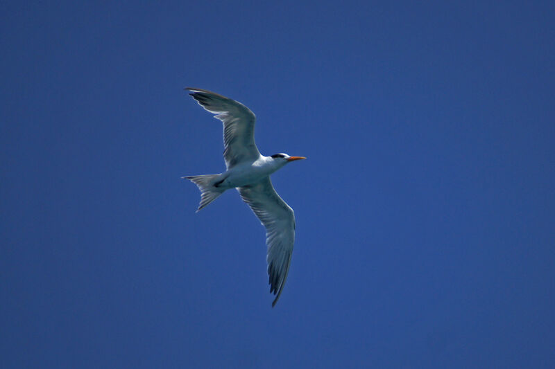 Lesser Crested Tern