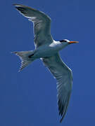 Lesser Crested Tern