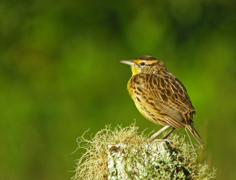 Eastern Meadowlark