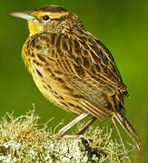 Eastern Meadowlark