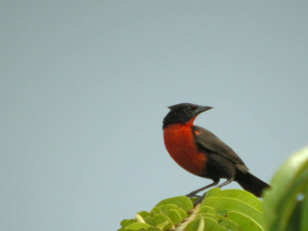 Red-breasted Blackbird