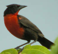 Red-breasted Blackbird