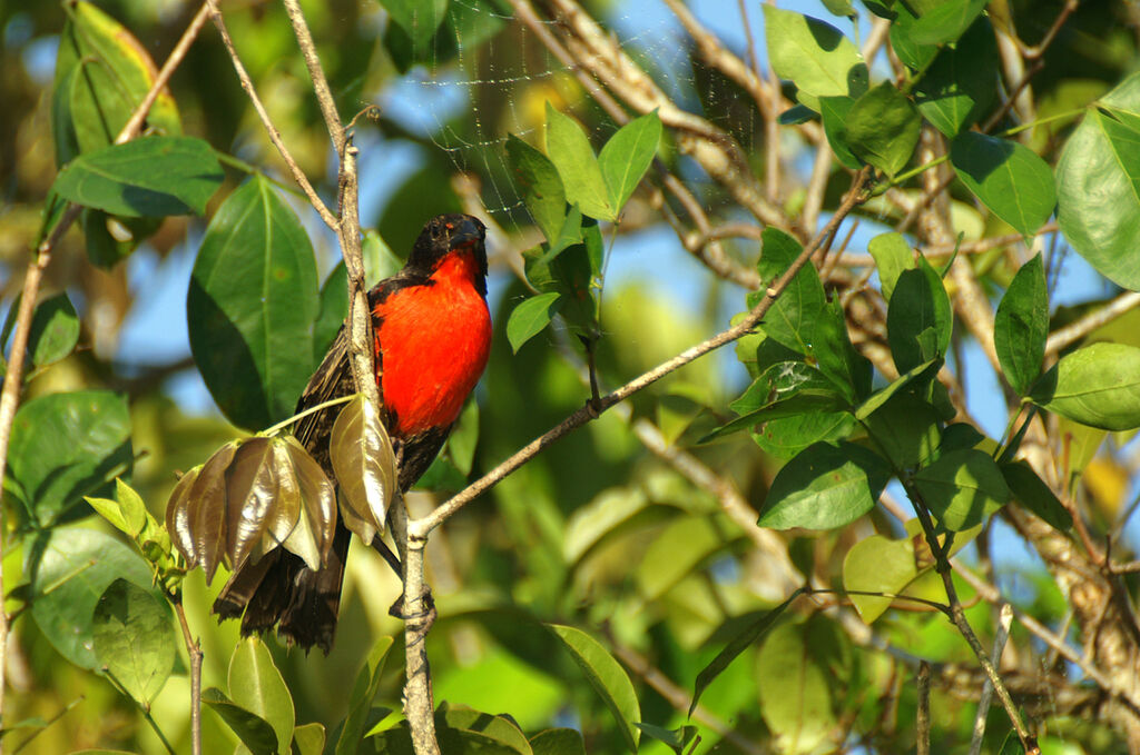 Red-breasted Meadowlark