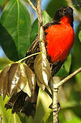 Red-breasted Blackbird