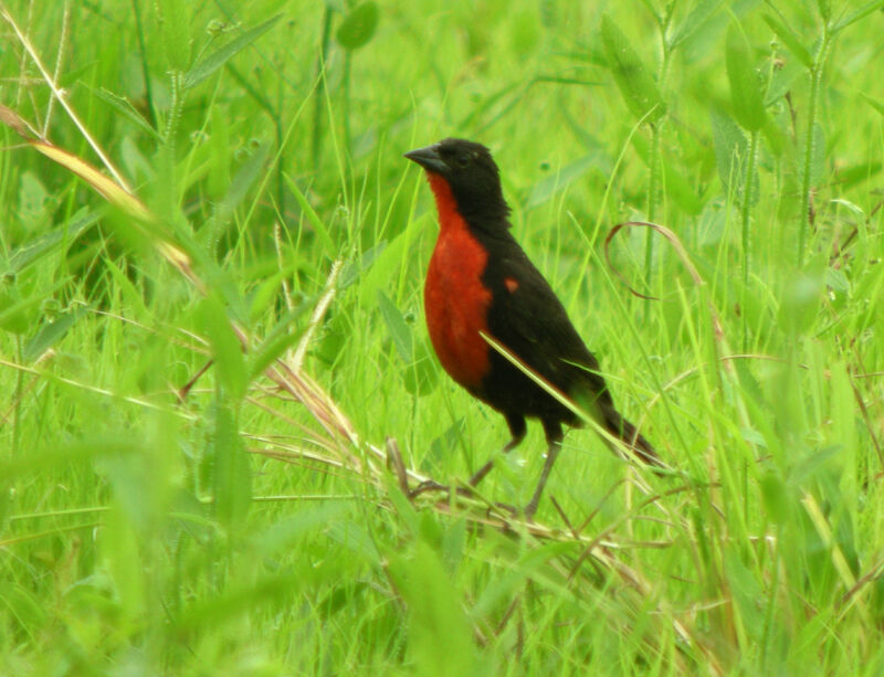 Red-breasted Blackbird