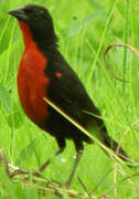 Red-breasted Blackbird