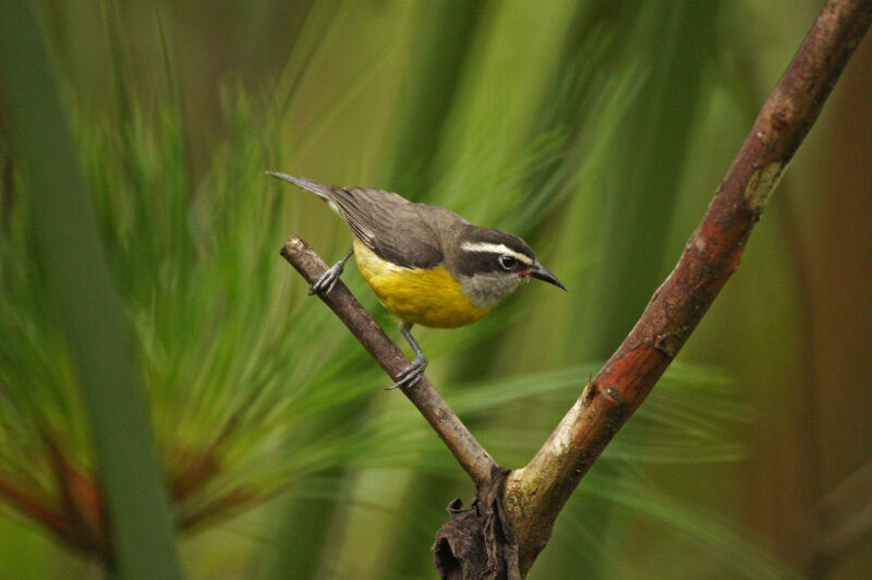 Bananaquit