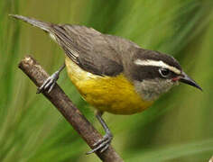 Bananaquit