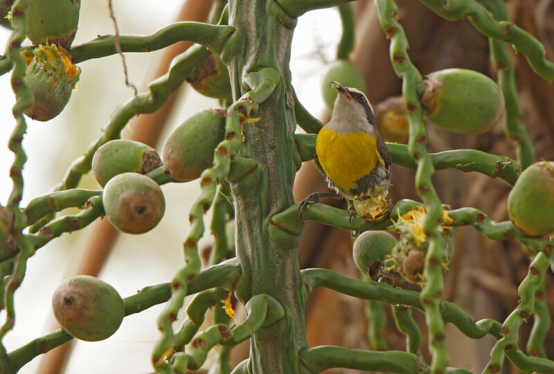 Bananaquit