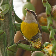 Bananaquit